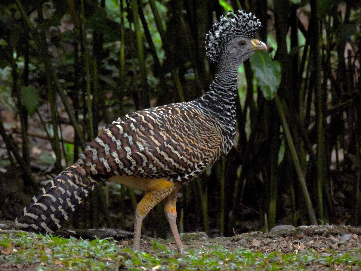 Great Curassow - ML619584234