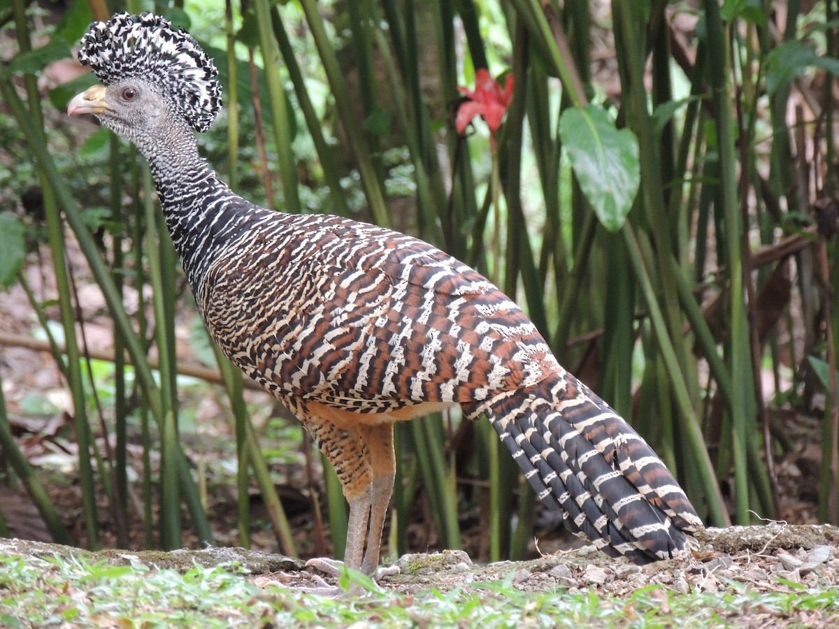 Great Curassow - Roger Lambert