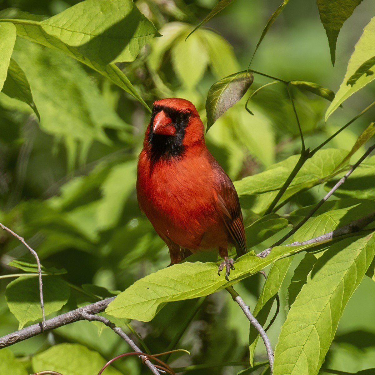 Northern Cardinal - ML619584236