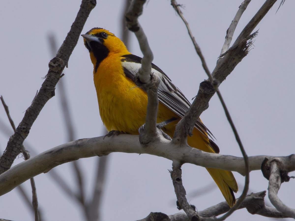 Bullock's Oriole - Dave Prentice