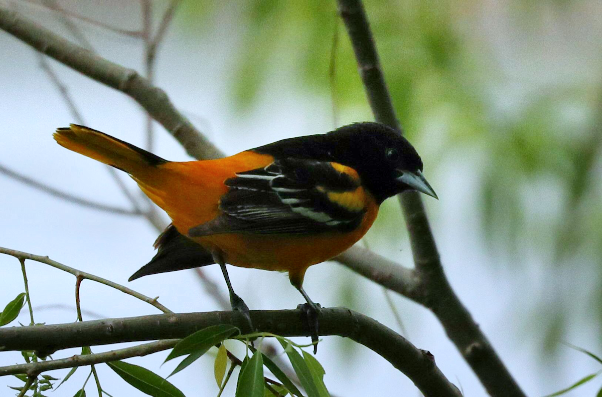 Baltimore Oriole - Grace Green