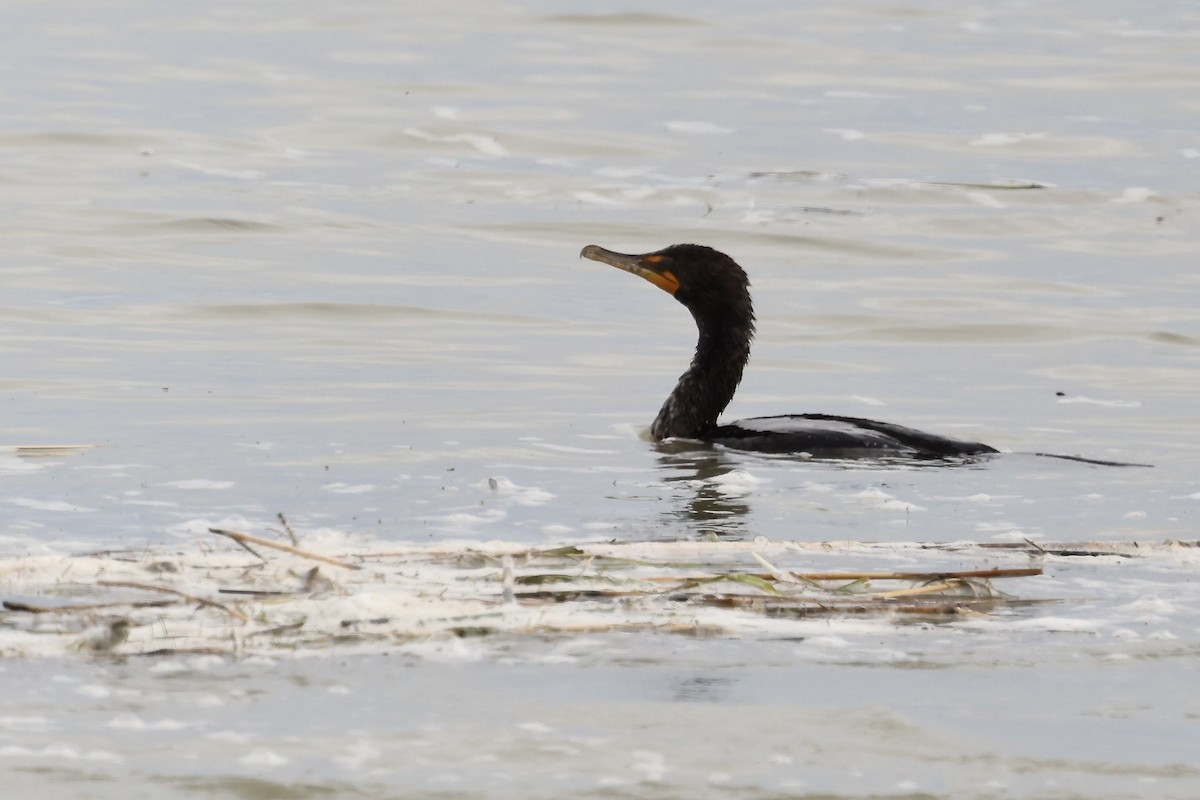 Double-crested Cormorant - Karen Barlow