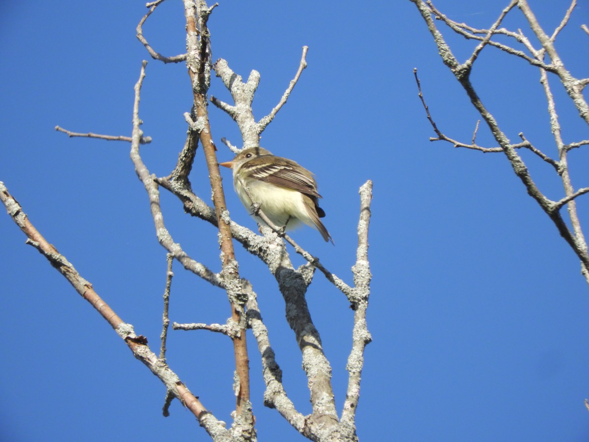 Alder Flycatcher - John McKay