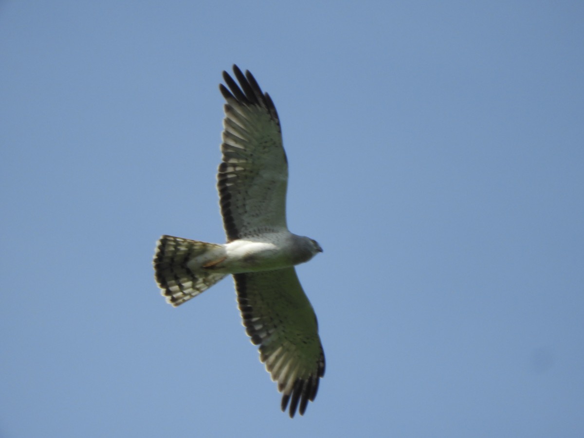 Northern Harrier - John McKay