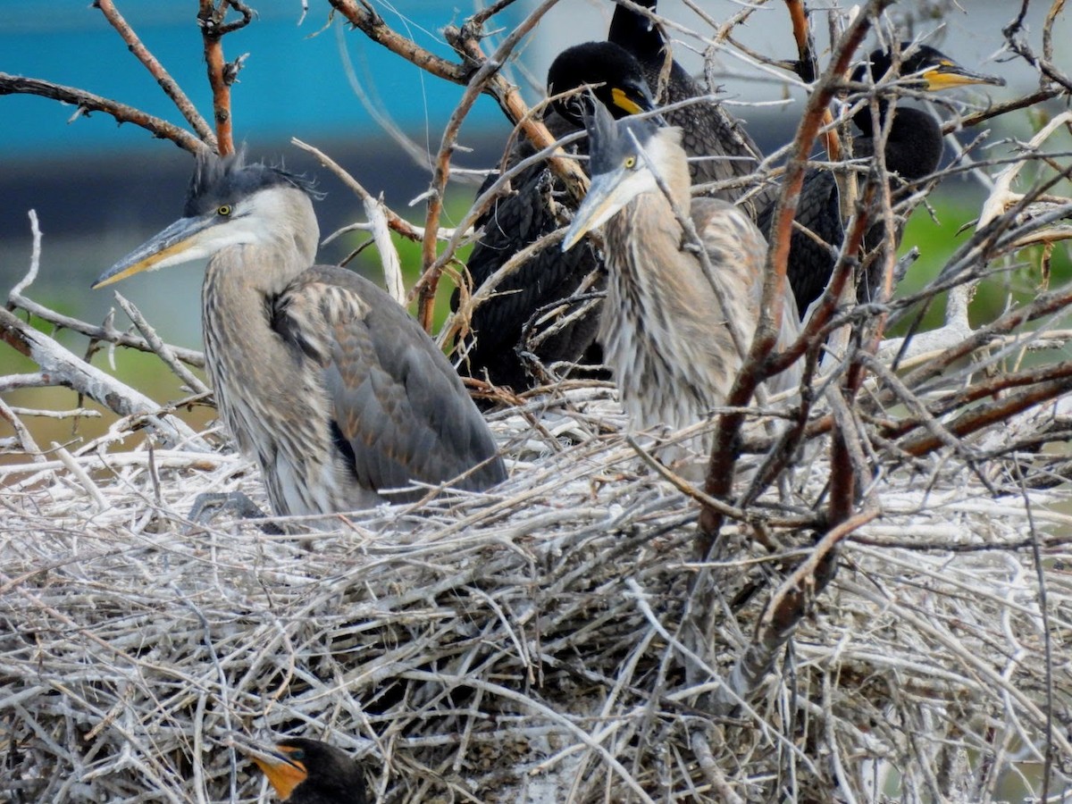 Great Blue Heron - patricia kuzma sell