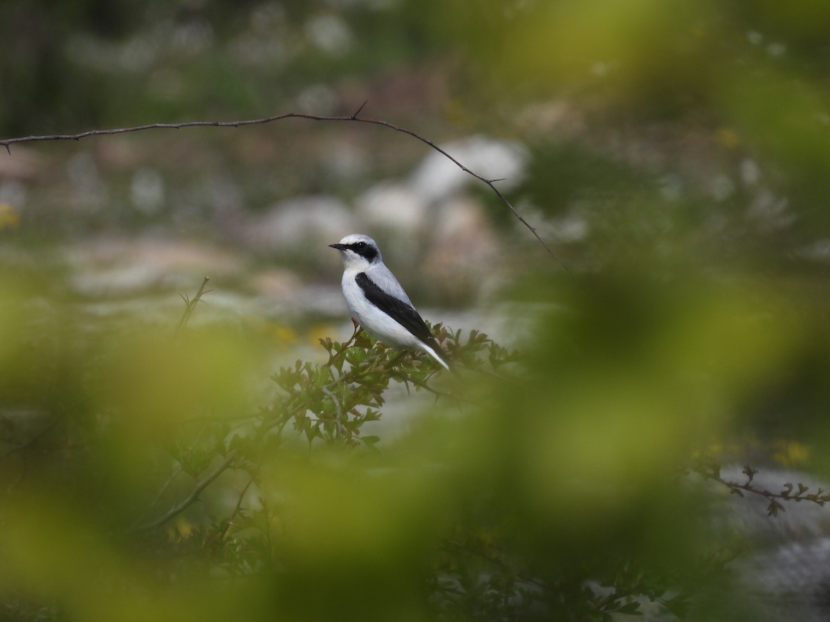 Northern Wheatear - ML619584261