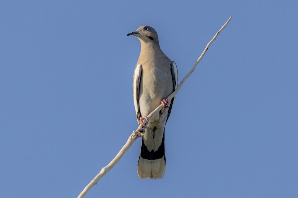 White-winged Dove - Shorty Veliz