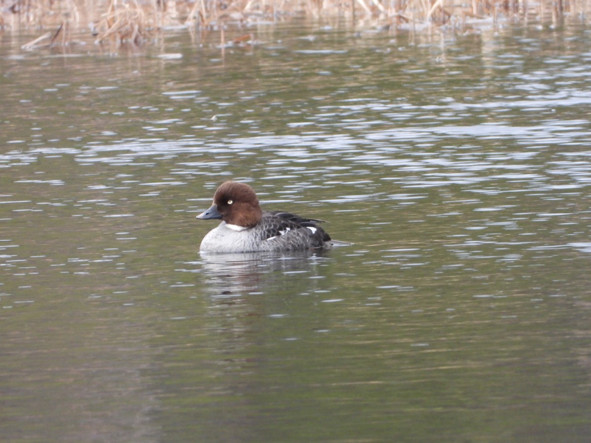 Common Goldeneye - Jon Iratzagorria Garay