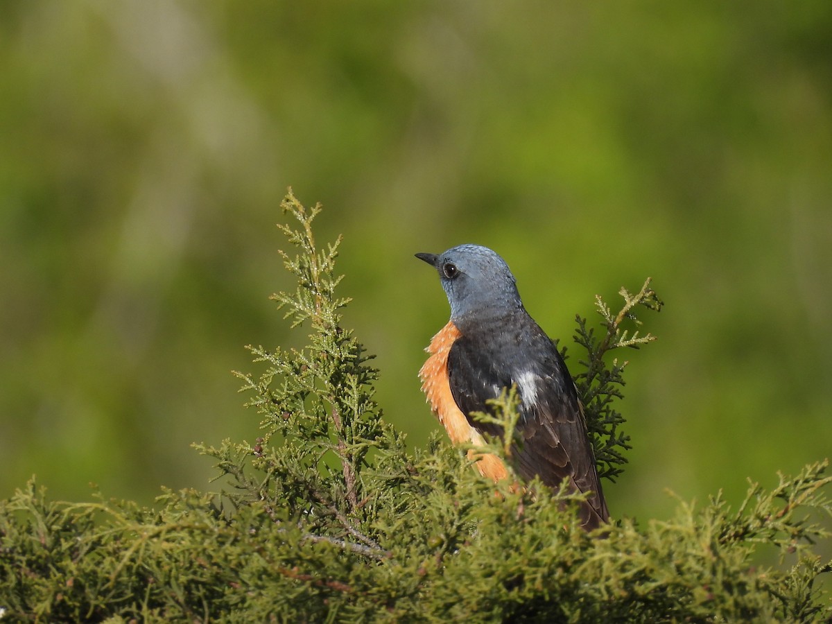 Rufous-tailed Rock-Thrush - ML619584272