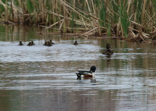 Northern Shoveler - Carlos  Gomez