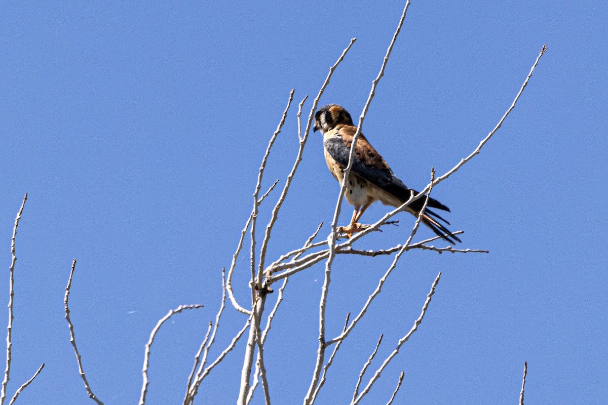 American Kestrel - ML619584281