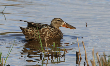 Northern Shoveler - Carlos  Gomez