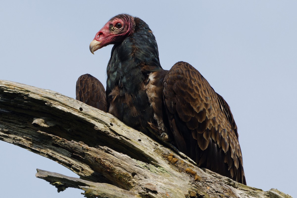 Turkey Vulture - Timothy Burnett