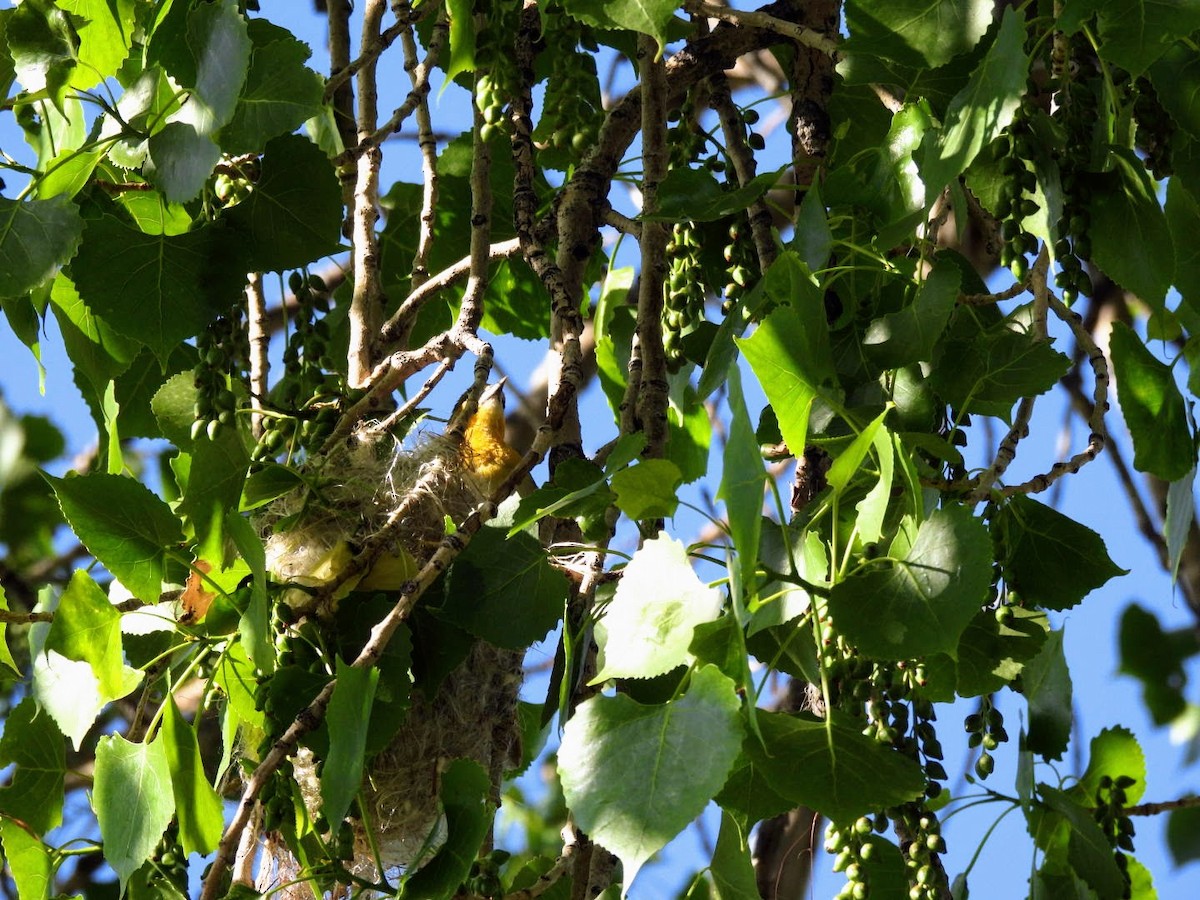 Bullock's Oriole - patricia kuzma sell