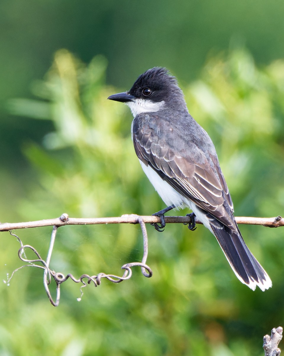 Eastern Kingbird - Timothy Burnett