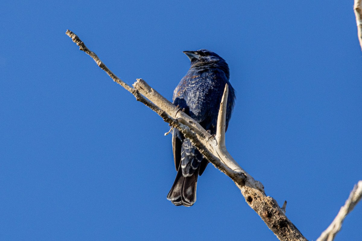 Blue Grosbeak - Shorty Veliz