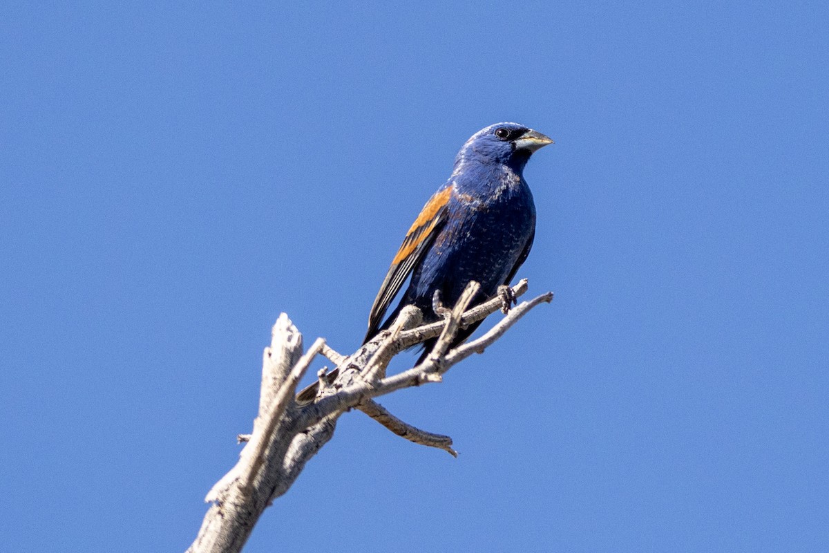 Blue Grosbeak - Shorty Veliz