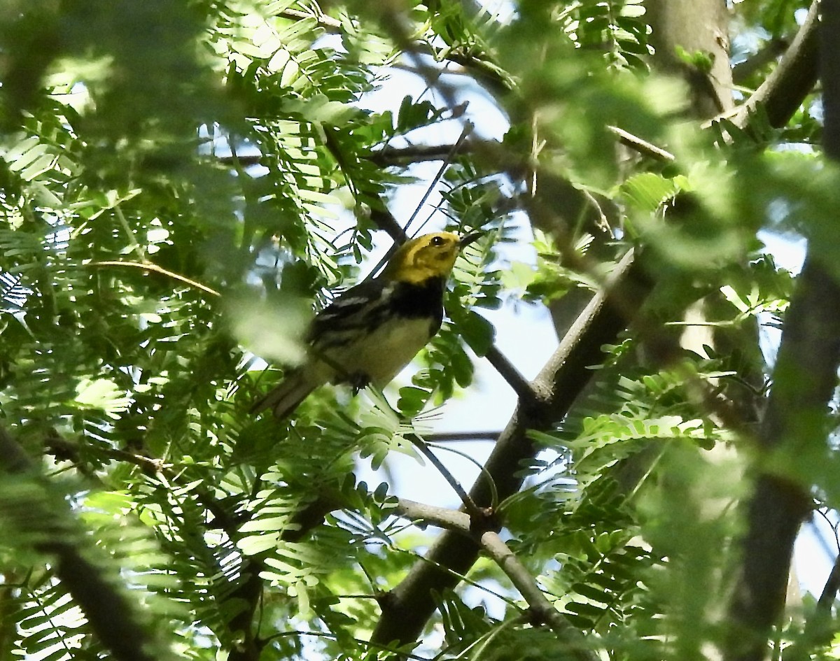 Black-throated Green Warbler - Amy Lewis