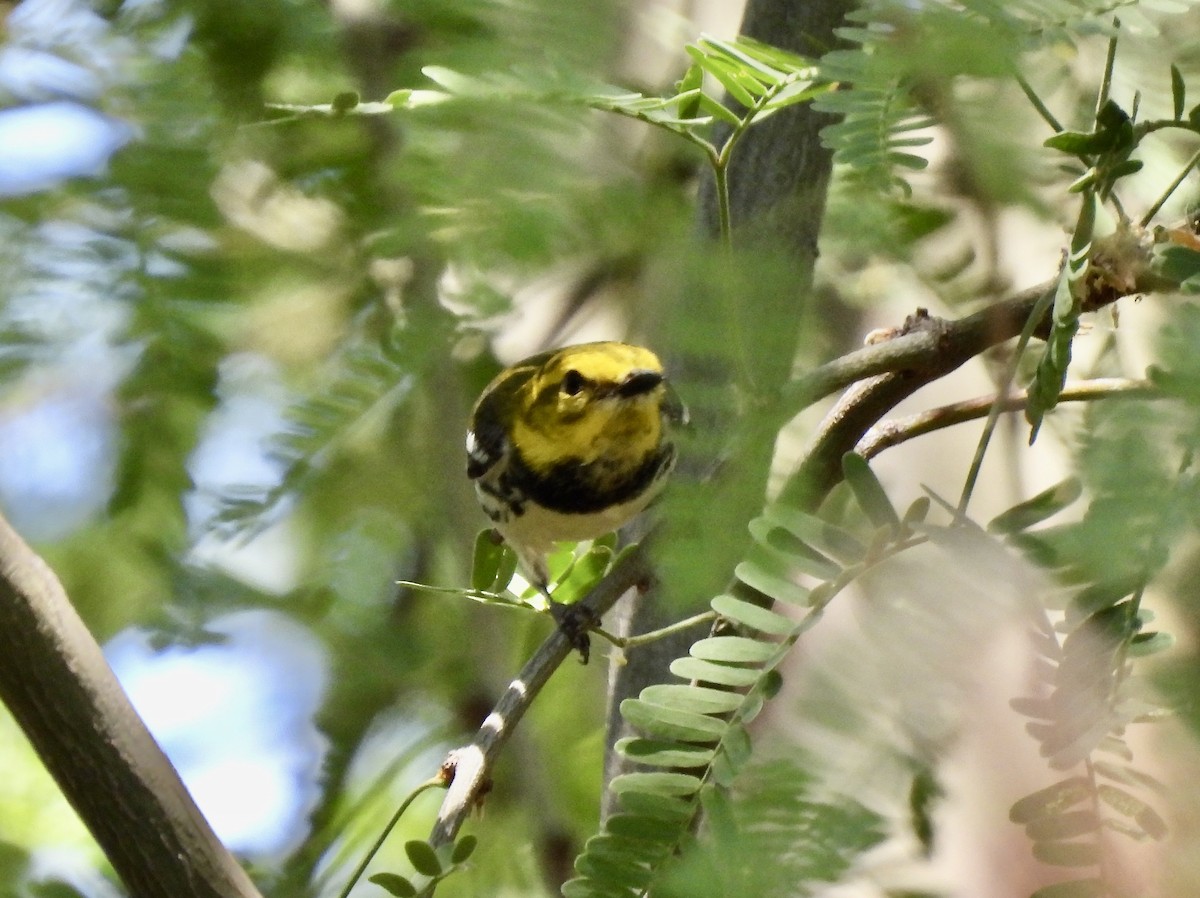 Black-throated Green Warbler - Amy Lewis