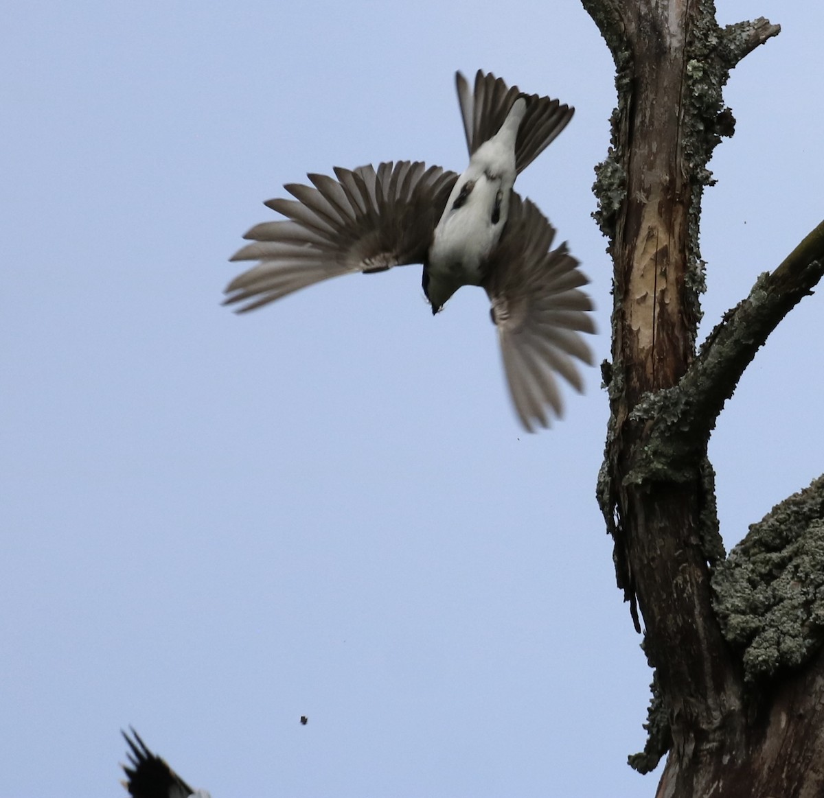 Red-headed Woodpecker - Carla Morris