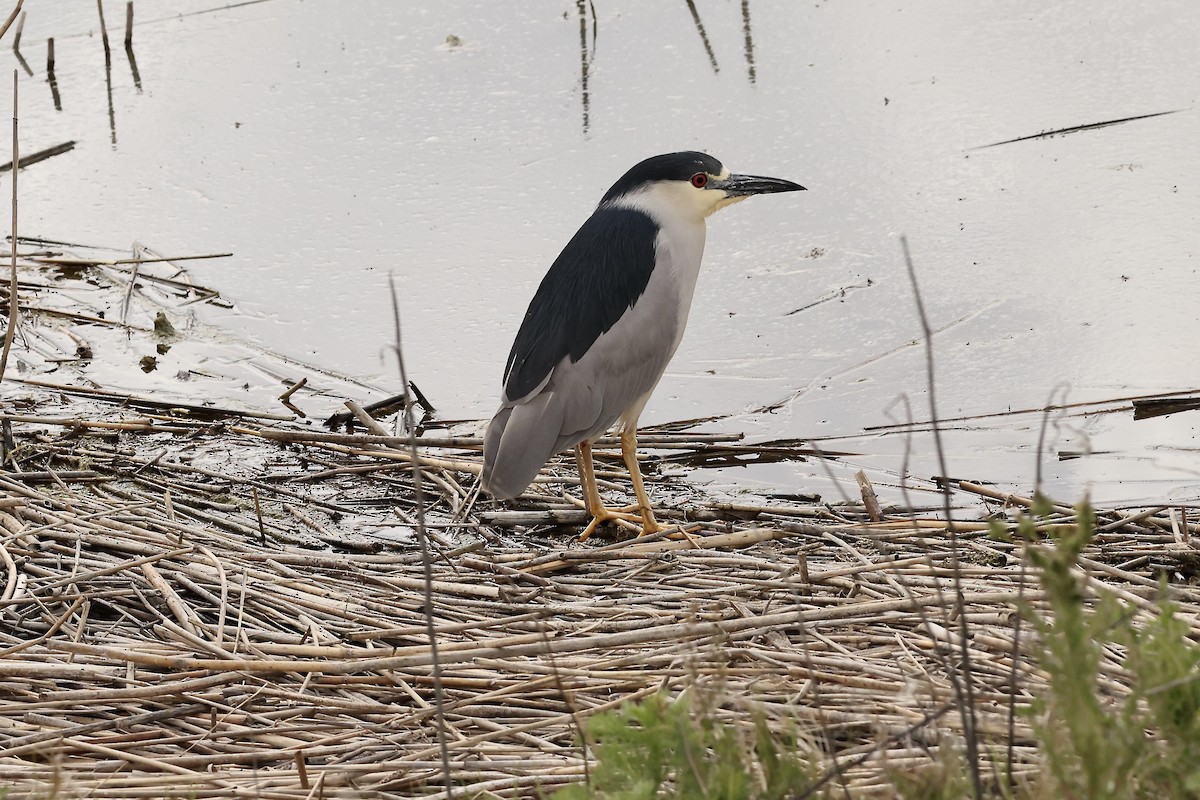 Black-crowned Night Heron - Karen Barlow