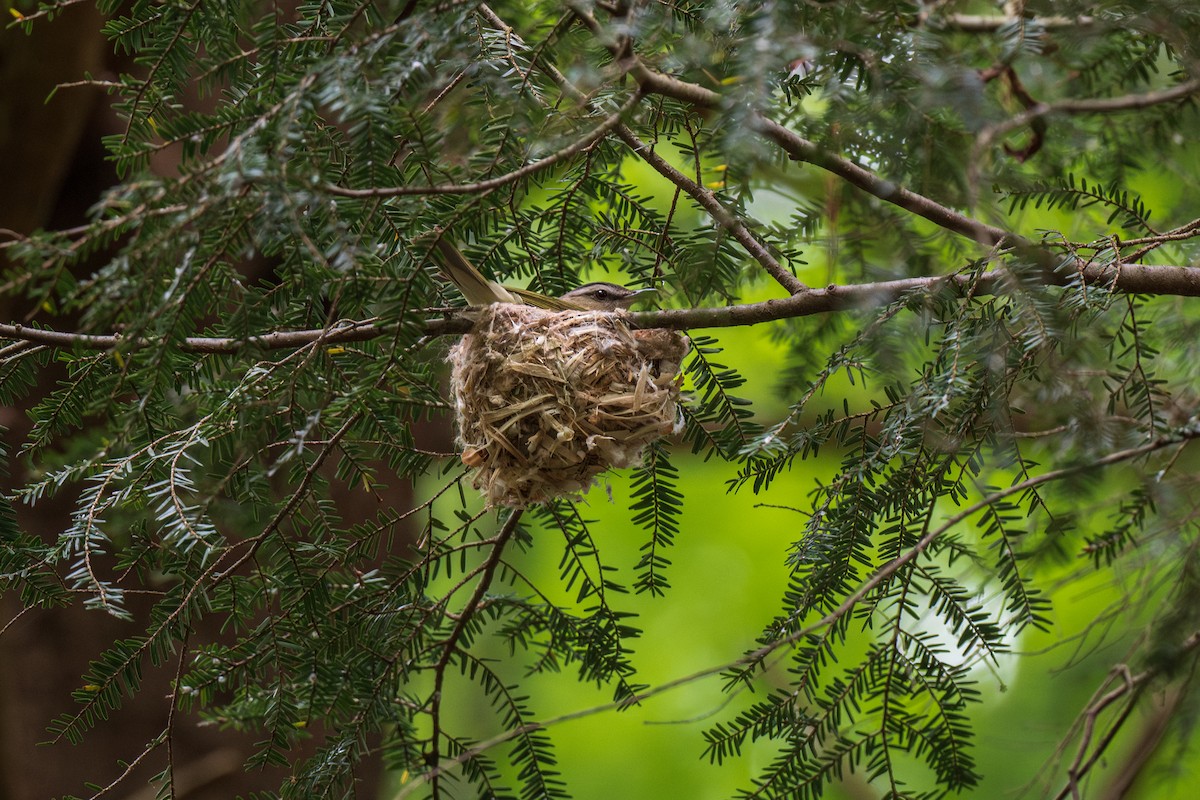 Red-eyed Vireo - Ian Campbell