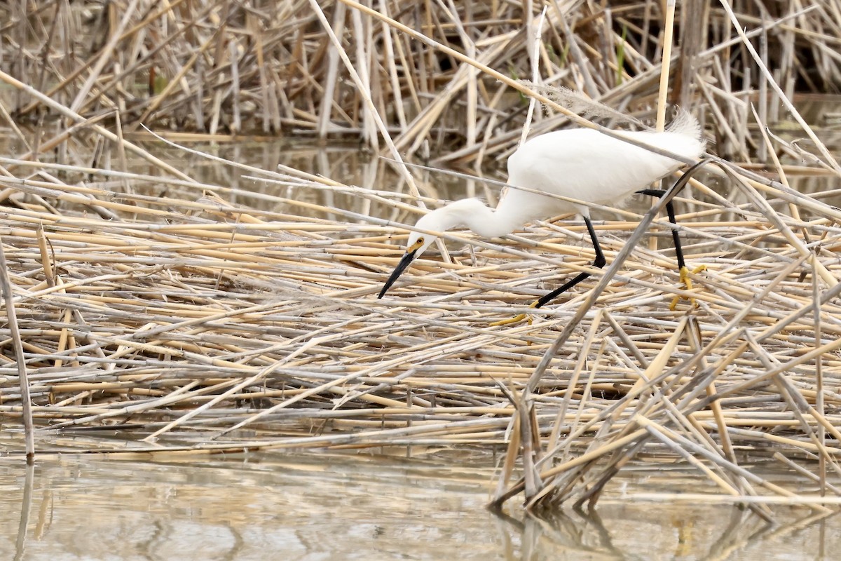 Snowy Egret - Karen Barlow