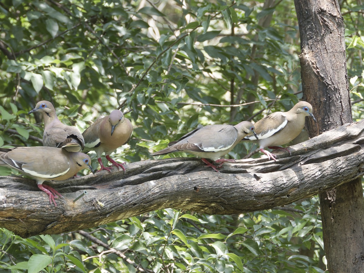 White-winged Dove - ML619584314