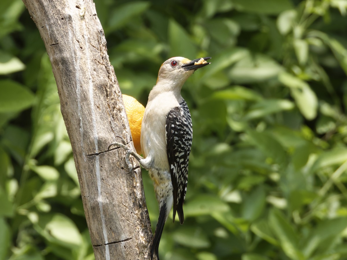 Golden-fronted Woodpecker (Northern) - Eric Sibbald