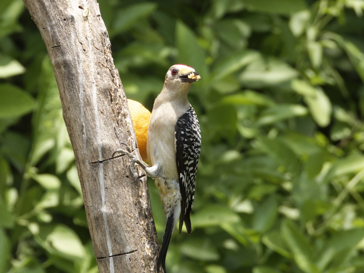 Golden-fronted Woodpecker (Northern) - Eric Sibbald