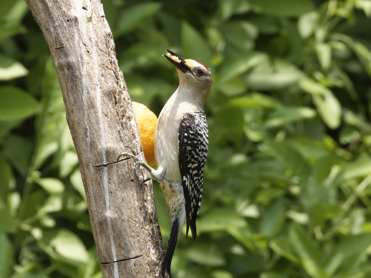 Golden-fronted Woodpecker (Northern) - ML619584324
