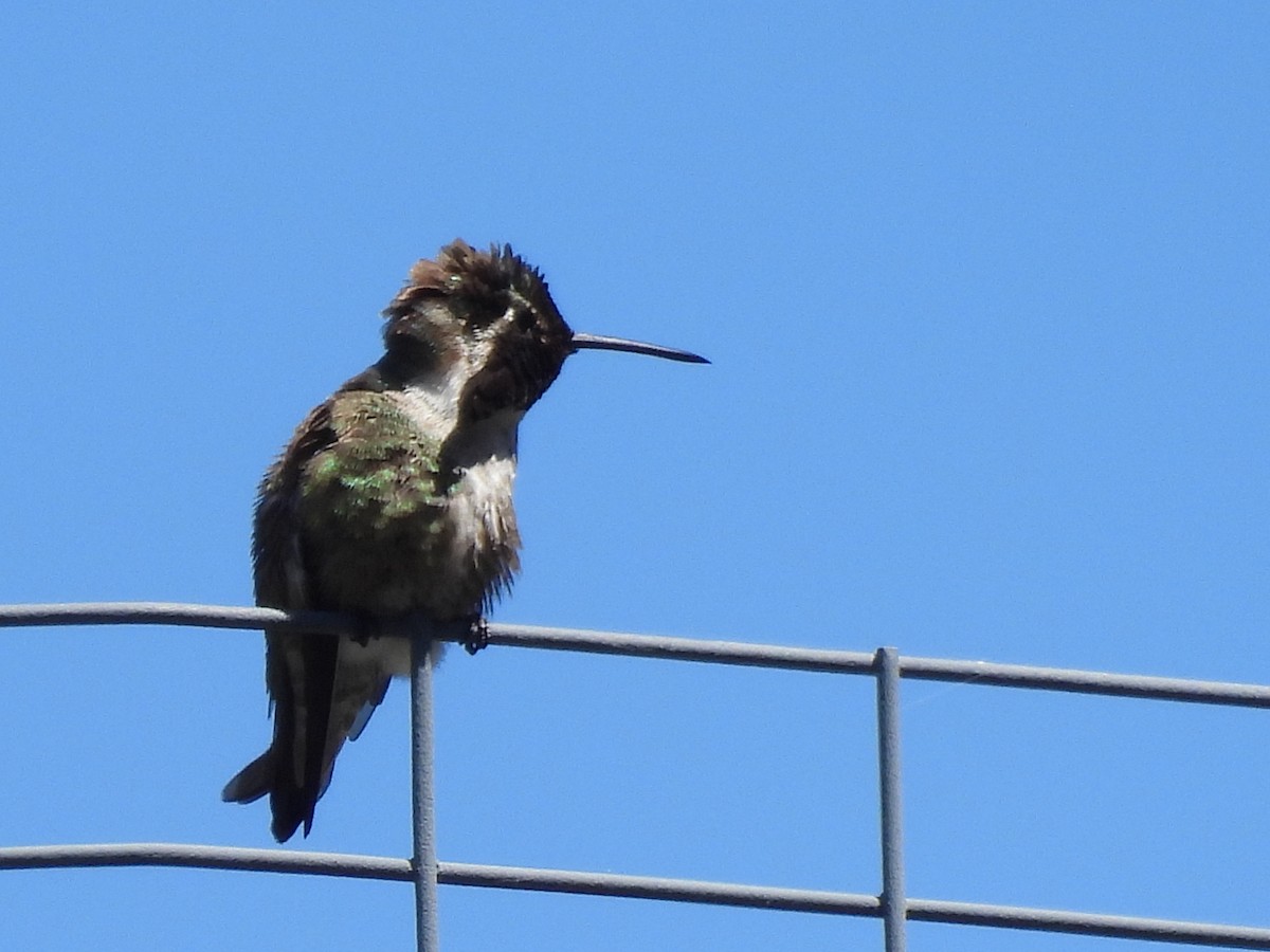 Costa's Hummingbird - Duke Tufty