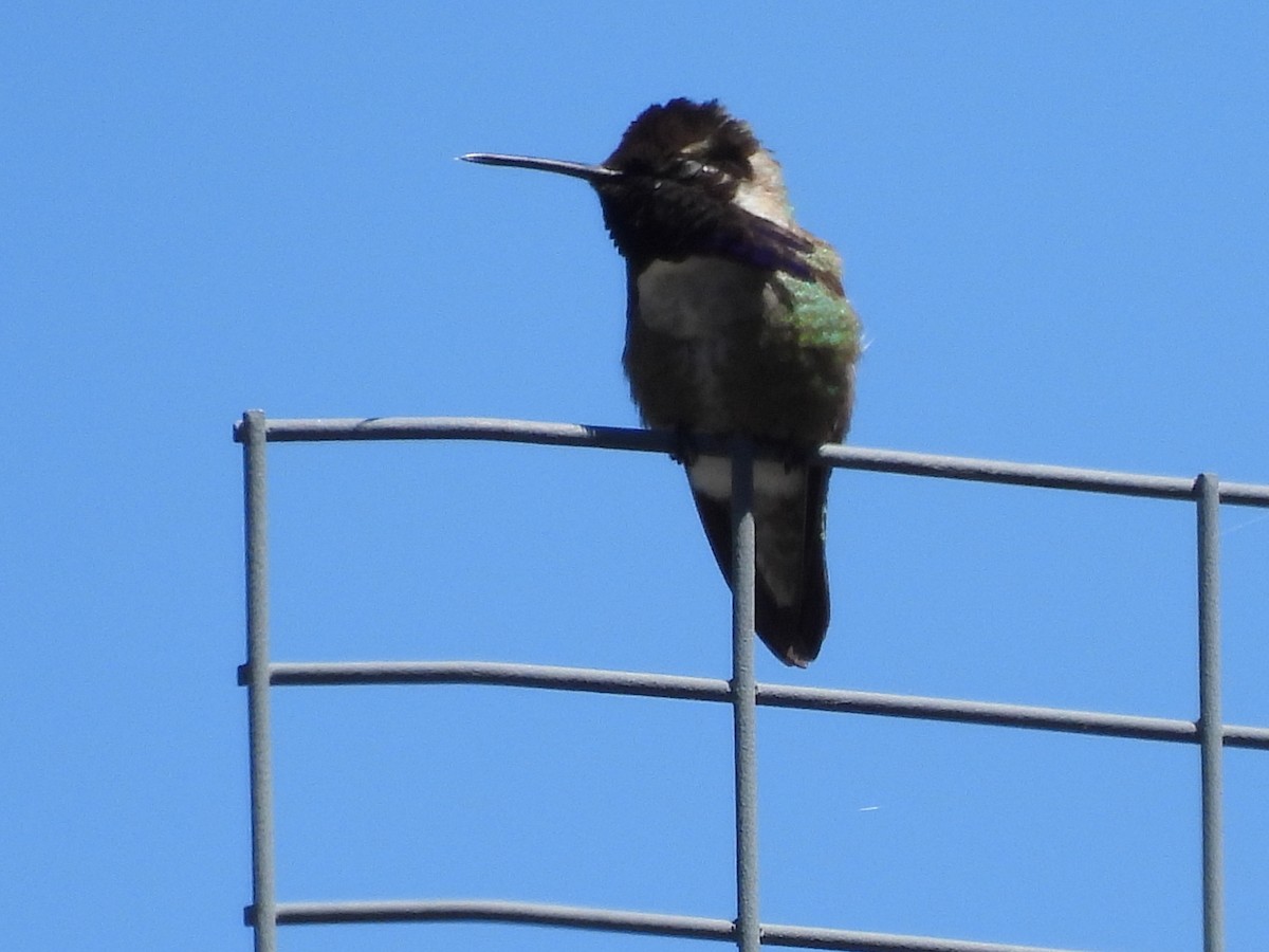 Costa's Hummingbird - Duke Tufty