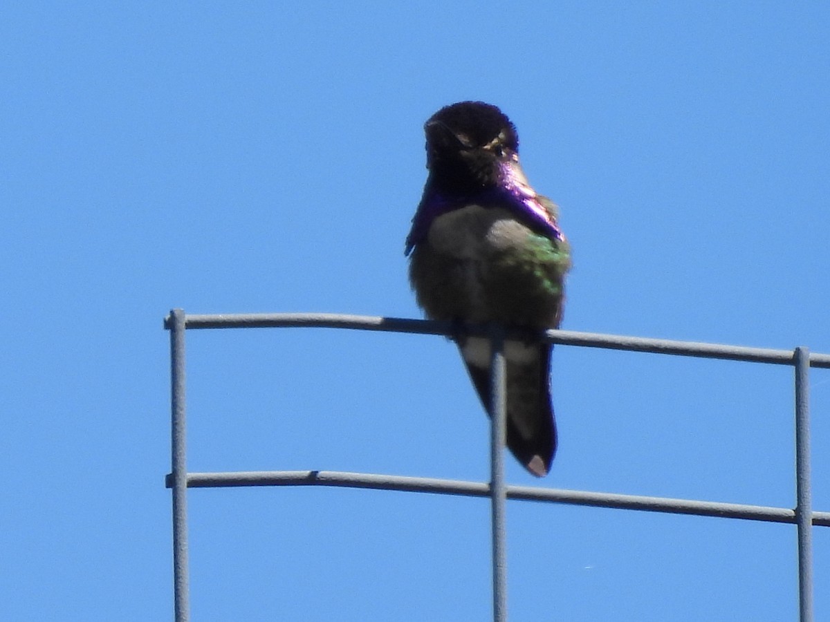 Costa's Hummingbird - Duke Tufty