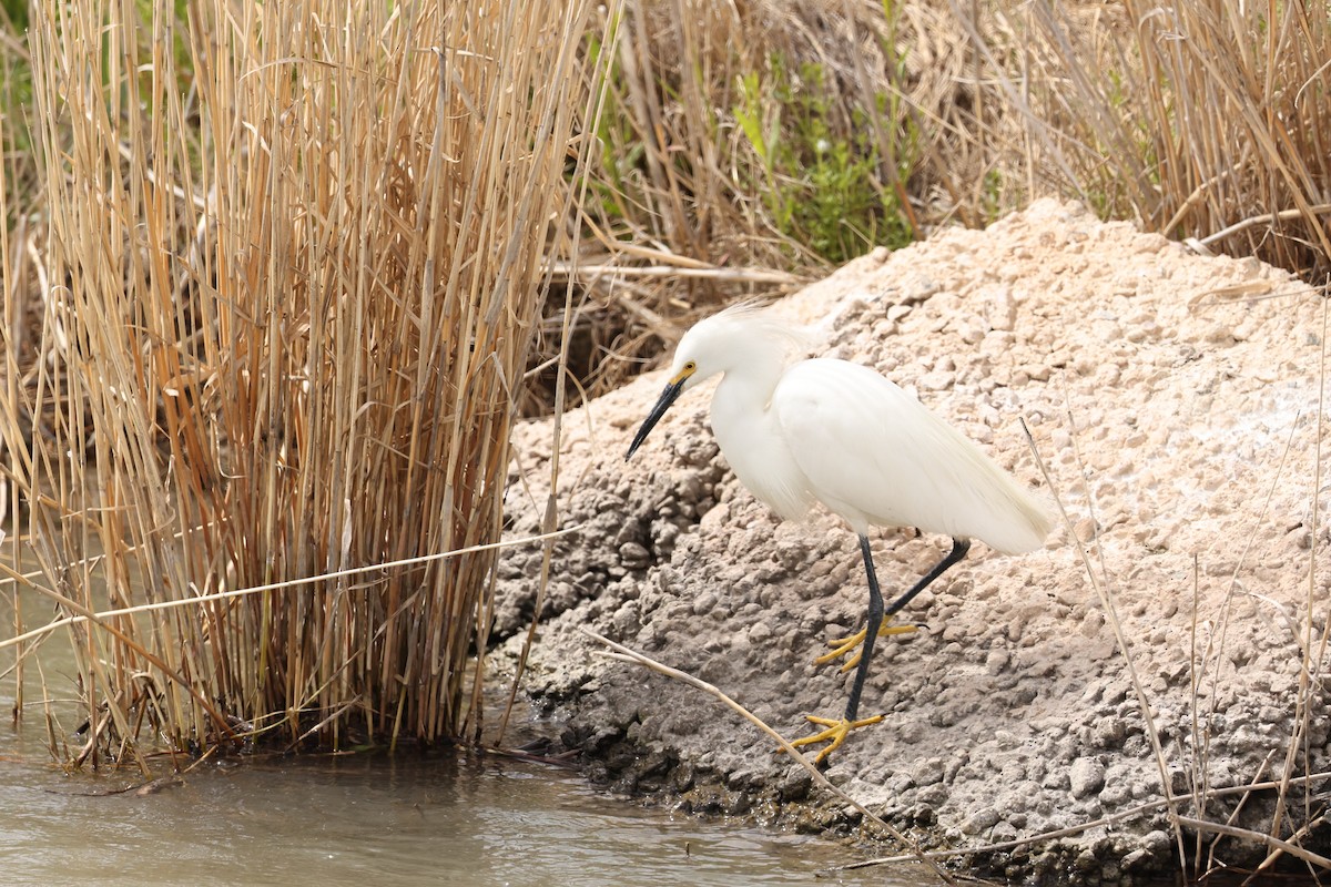 Snowy Egret - Karen Barlow