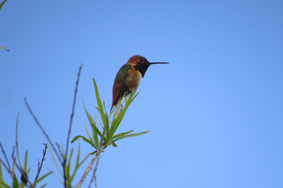 Rufous Hummingbird - Steve Mesick