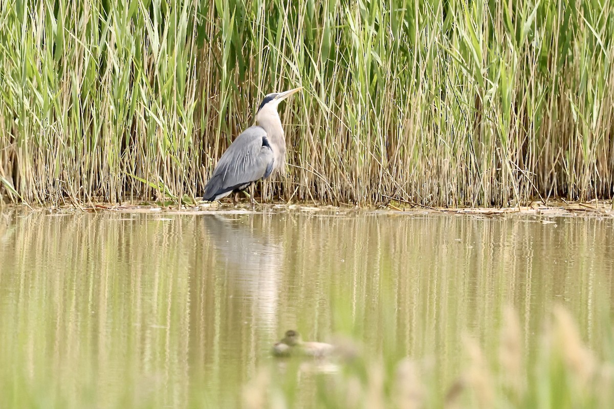 Great Blue Heron - Karen Barlow