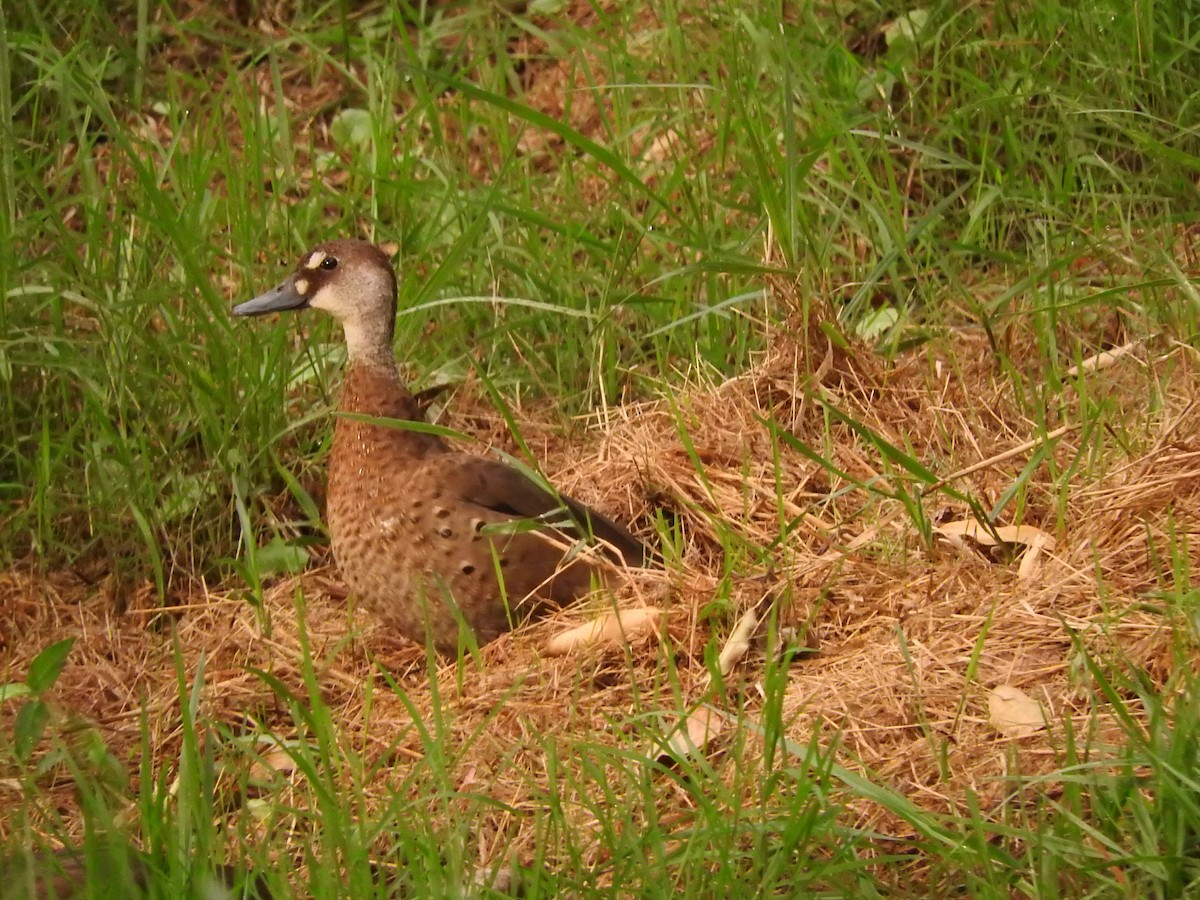 Brazilian Teal - Roberto Rebeque Junior