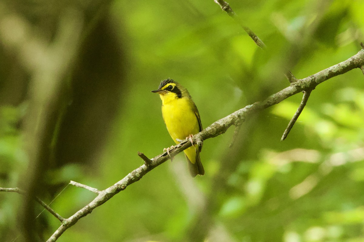 Kentucky Warbler - Benjamin Dillard