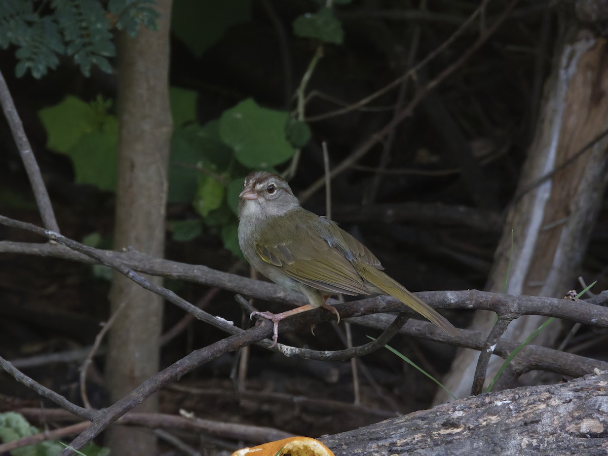 Olive Sparrow - Eric Sibbald