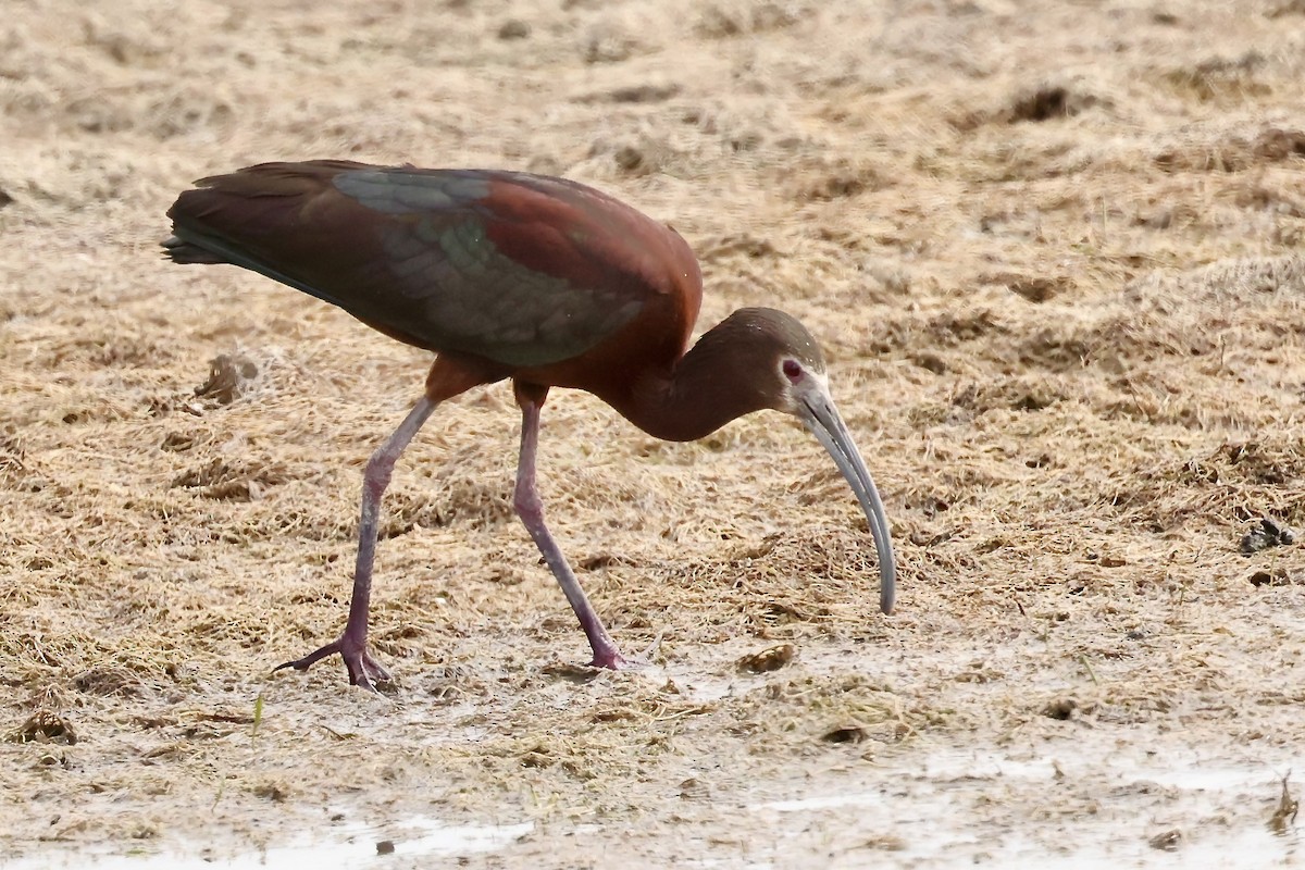 White-faced Ibis - Karen Barlow