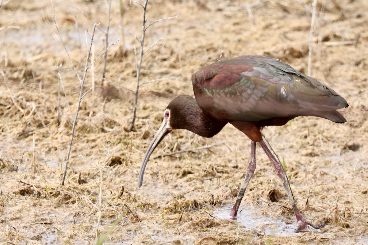 White-faced Ibis - Karen Barlow