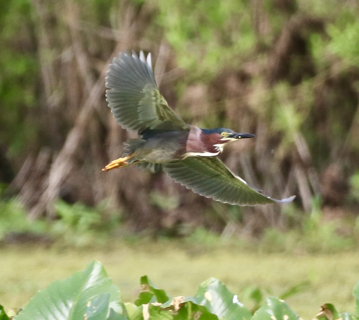 Green Heron - Carla Morris