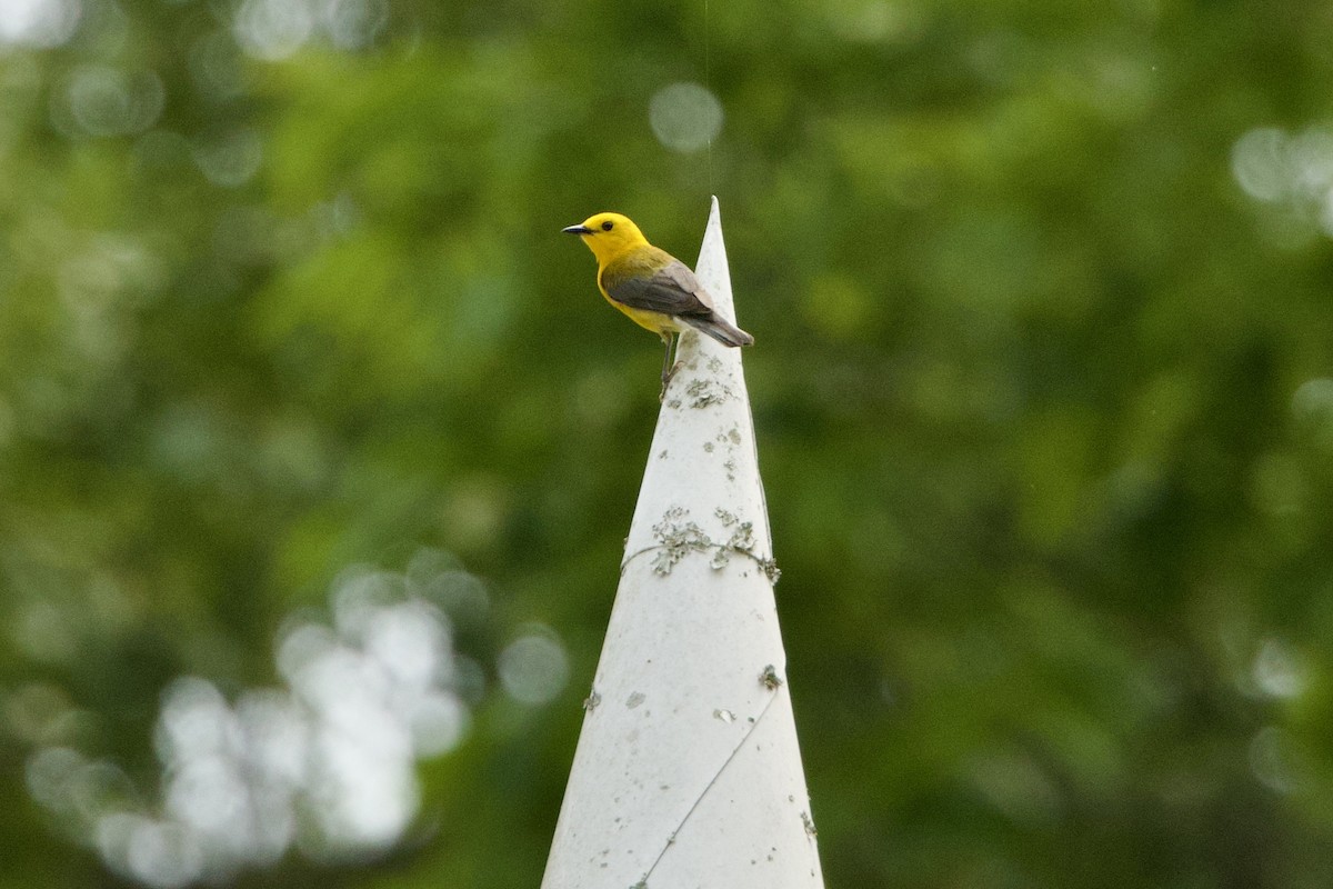 Prothonotary Warbler - ML619584352
