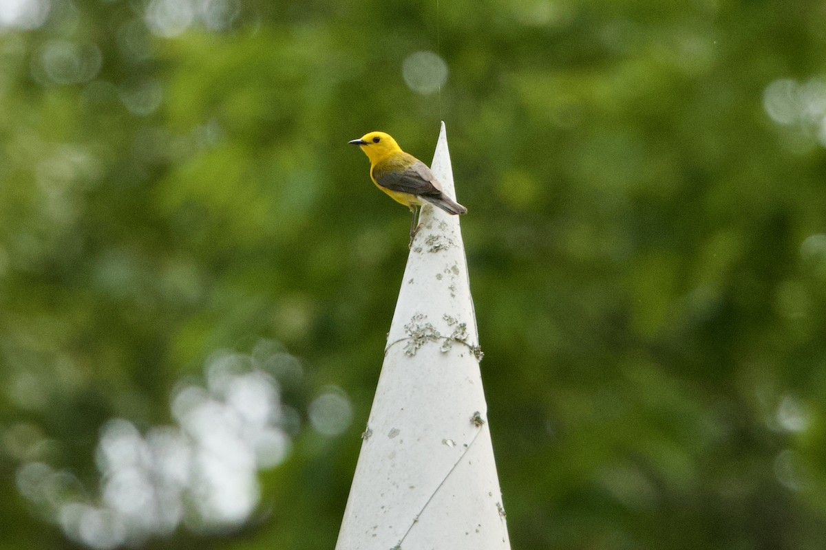 Prothonotary Warbler - Benjamin Dillard