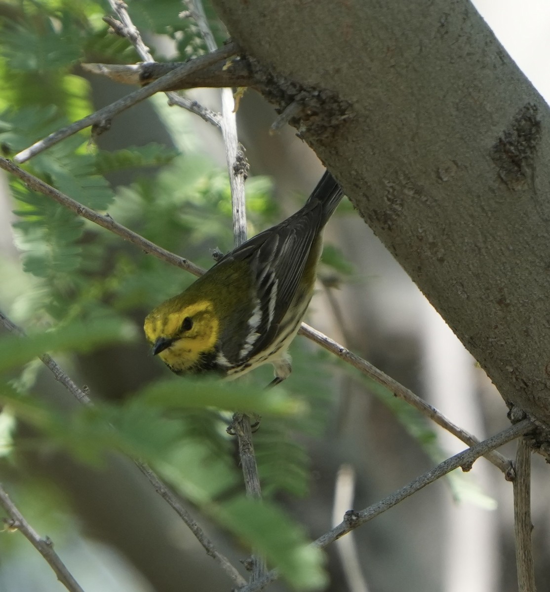 Black-throated Green Warbler - John Rhoades