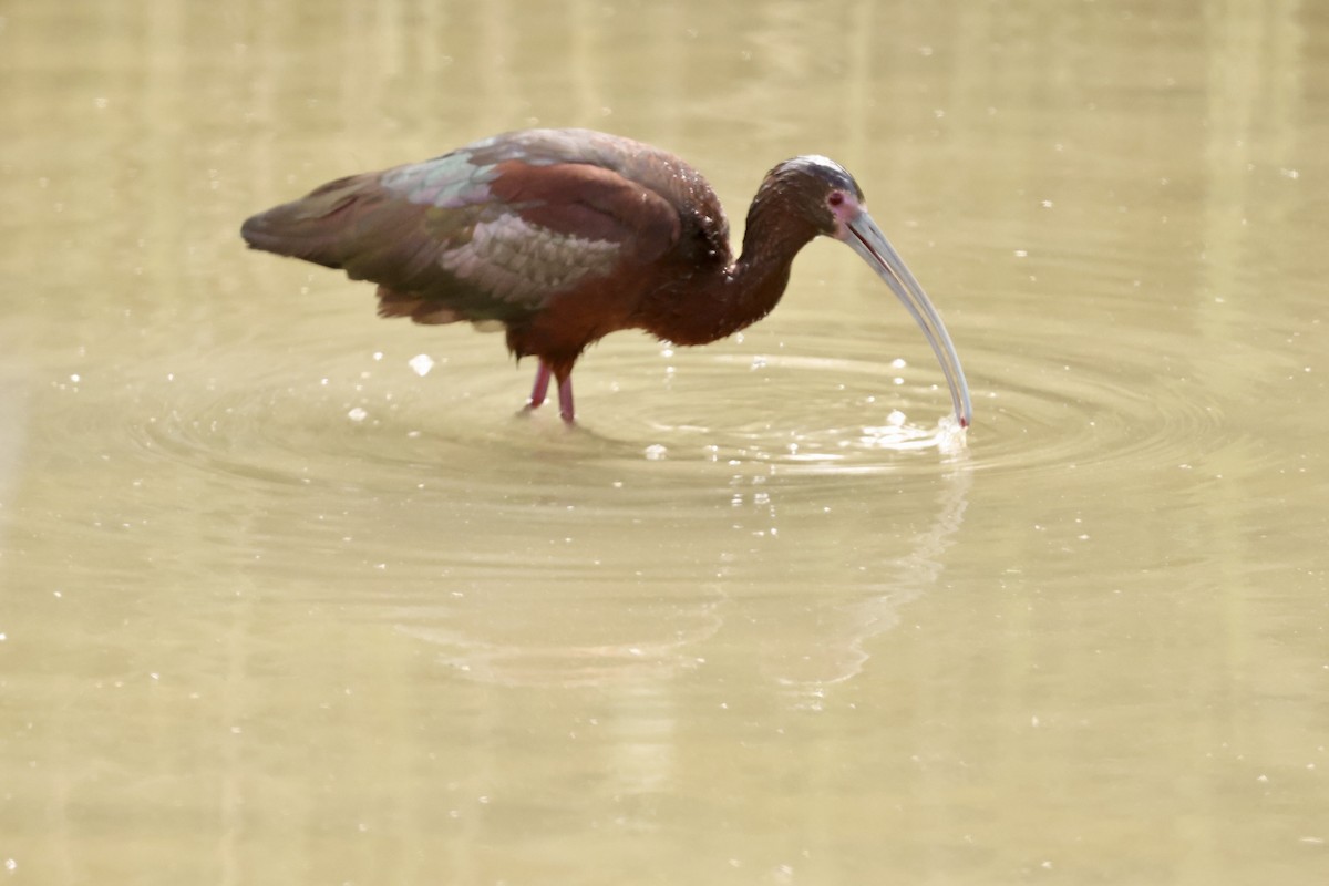 White-faced Ibis - Karen Barlow