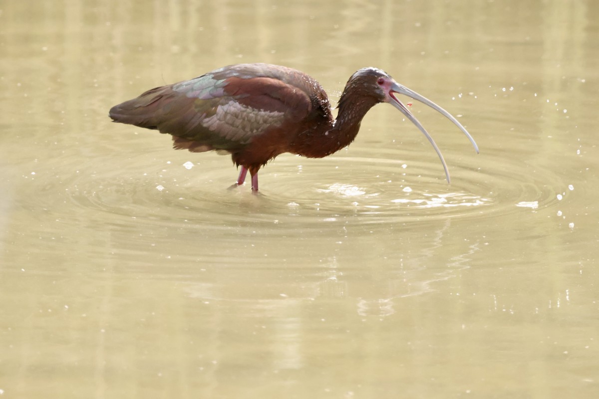 ibis americký - ML619584355