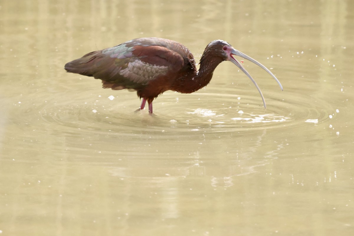 White-faced Ibis - Karen Barlow