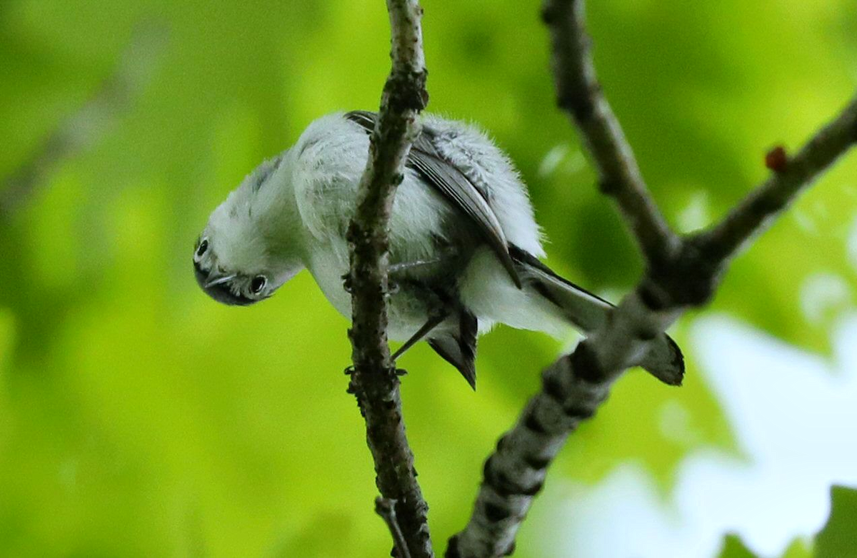 Blue-gray Gnatcatcher - Grace Green